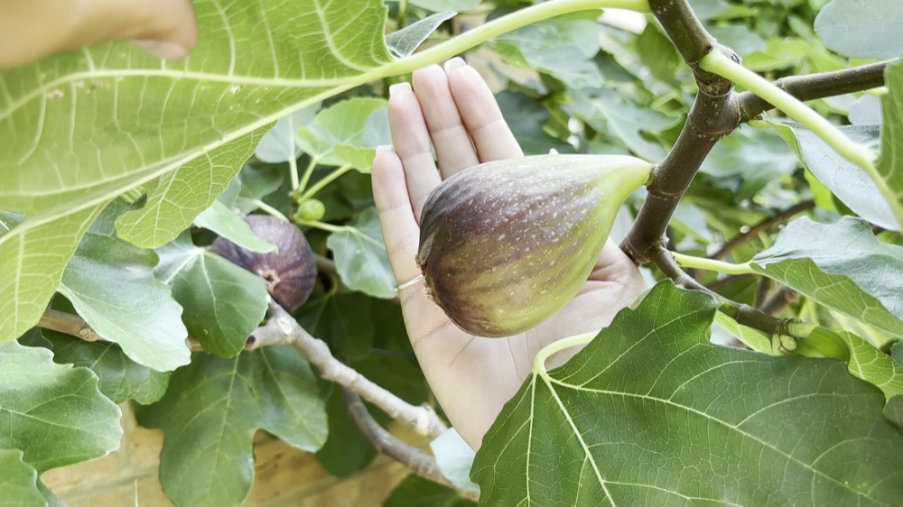 One of Sokol's figs, still on the branch, filling a whole hand. Grown in London.