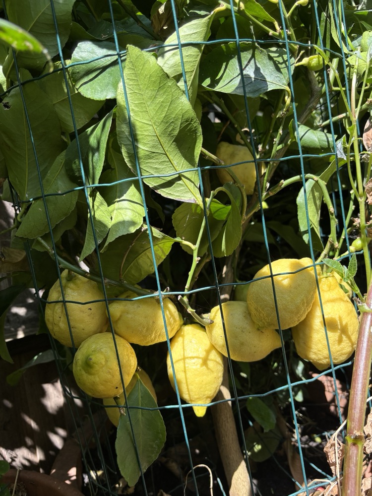Lemons by the dozen, seen through the wire mesh that guards them.